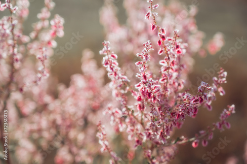 bush Atraphaxis virgata blooming with pink flowers in the steppes of Asia in Kazakhstan © alexkoral