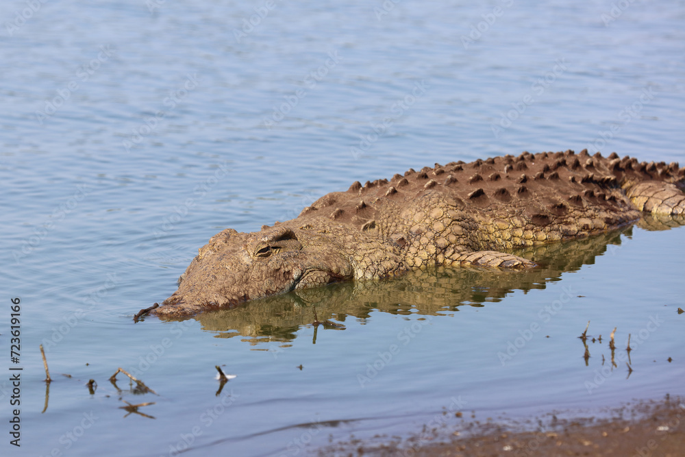 Nilkrokodil / Nile crocodile / Crocodylus niloticus Nilkrokodil / Nile crocodile / Crocodylus niloticus