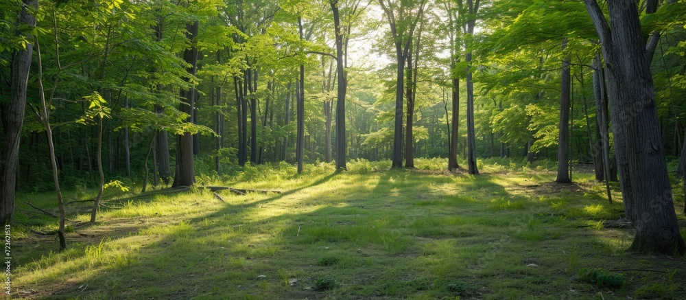 Obraz premium Sunny day, sparse forest, sunlit trees and grassy clearing.