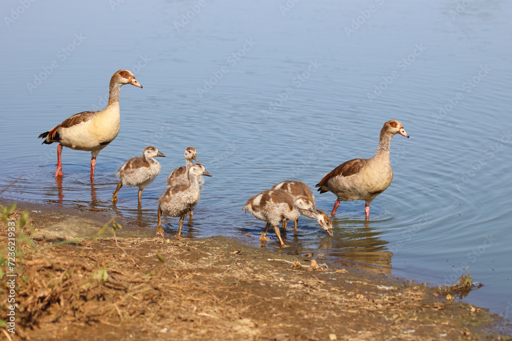 Nilgans / Egyptian goose / Alopochen aegyptiacus. Nilgans / Egyptian goose / Alopochen aegyptiacus.