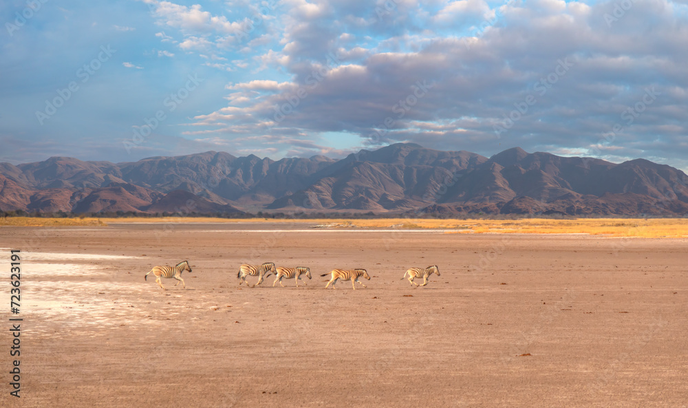 Amazing Zebras running across the African savannah - Etosha National Park, Namibia Amazing Zebras running across the African savannah - Etosha National Park, Namibia
