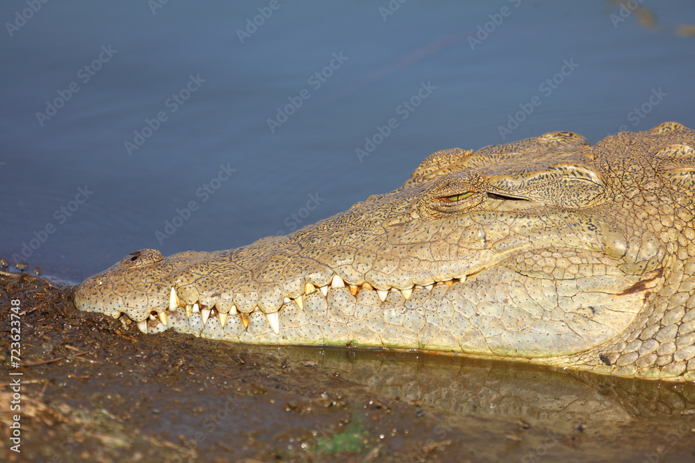 Naklejka premium Nilkrokodil / Nile crocodile / Crocodylus niloticus