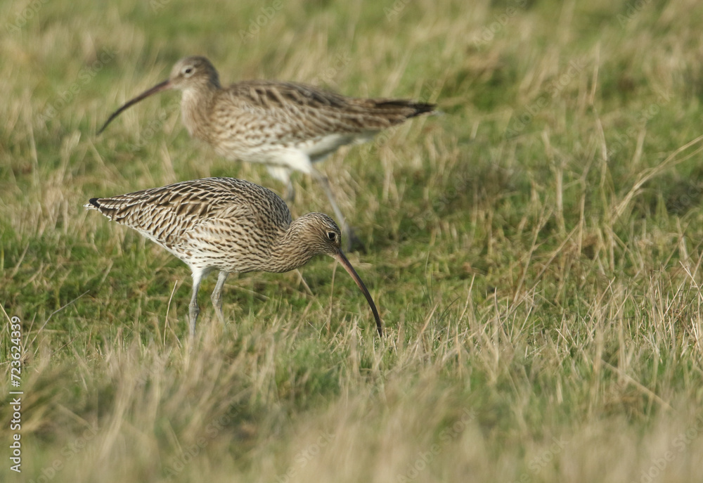 Stunning Curlews, Numenius arquata, feeding in marshland in the UK. Stunning Curlews, Numenius arquata, feeding in marshland in the UK.