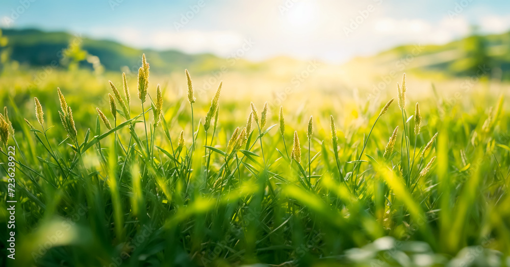 The grass is vibrant and well lit by the sunlight