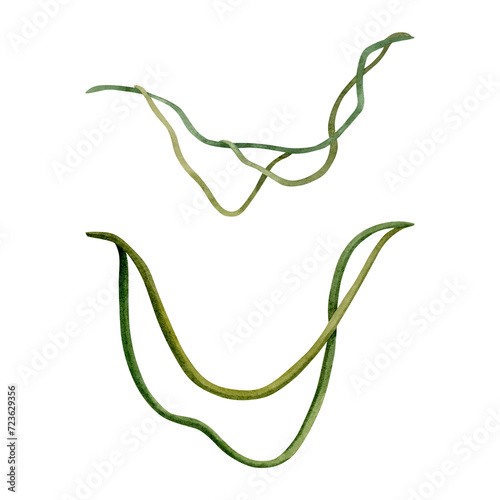 Tropical liana vine plants set watercolor illustration isolated on white for realistic and detailed jungle designs photo