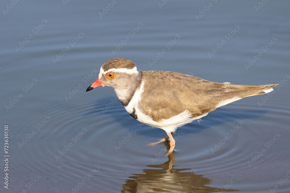 Dreibandregenpfeifer / Three-banded plover or Three-banded sandplover / Charadrius tricollaris Dreibandregenpfeifer / Three-banded plover or Three-banded sandplover / Charadrius tricollaris