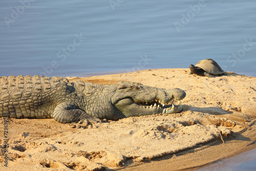 Nilkrokodil   Nile crocodile   Crocodylus niloticus..