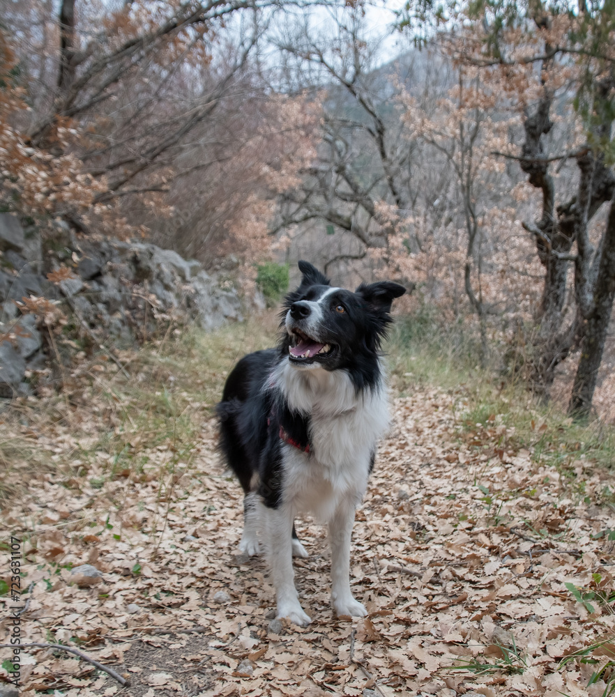 border collie in a spanish beech forest on an autumn morning	