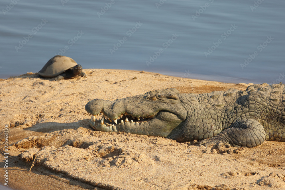 Nilkrokodil / Nile crocodile / Crocodylus niloticus.. Nilkrokodil / Nile crocodile / Crocodylus niloticus..