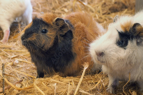 Cute hebivore animal Perugian Guinea Pig in the farmfield photo