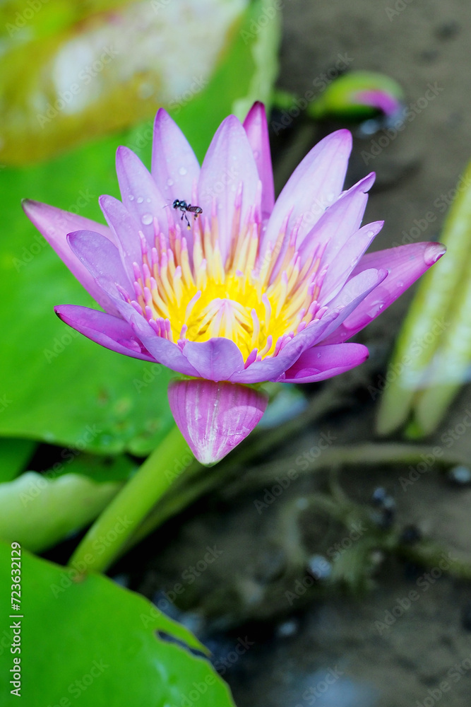 beauty water-lily flowers in the pond beauty water-lily flowers in the pond