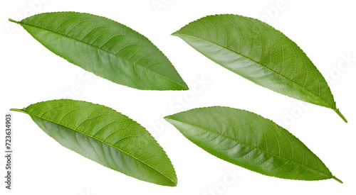 Peach leaf isolated clipping path