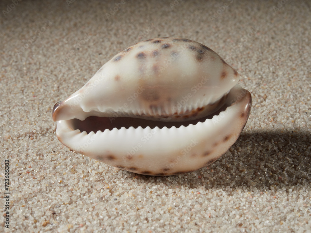 Seashell on clean sand of beach. Close up, beach sand texture. Beach sand texture in summer sun. banner Seashell on clean sand of beach. Close up, beach sand texture. Beach sand texture in summer sun. banner