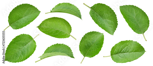 Apple leaf isolated clipping path