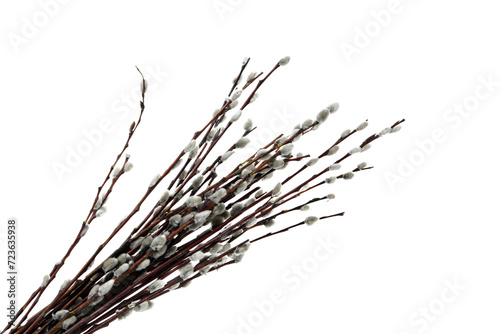 PNG, Concept of Easter with willow, isolated on white background photo