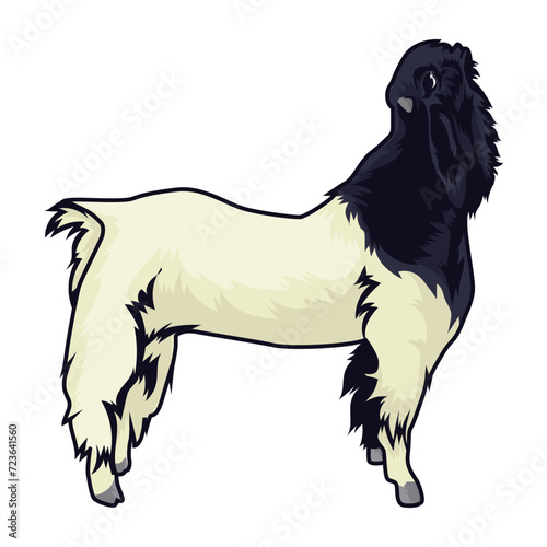 Jamnapari goat is standing on a white background