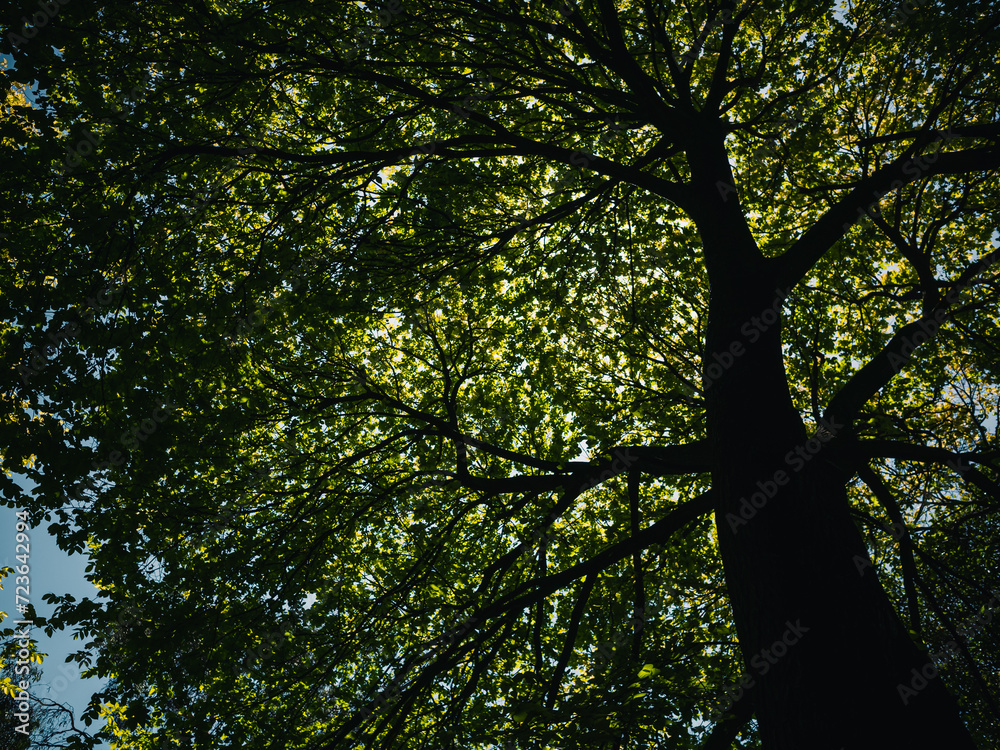 Fototapeta premium Tree branches