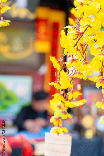 Ochna integerrima  Hoa Mai  tree with lucky money. Traditional culture on Tet Holiday in Vietnam. Vietnamese scholar writes calligraphy at lunar new year in blurred background.