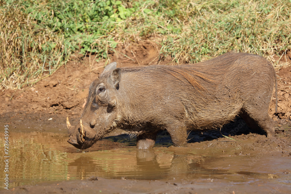 Warzenschwein / Warthog / Phacochoerus africanus
