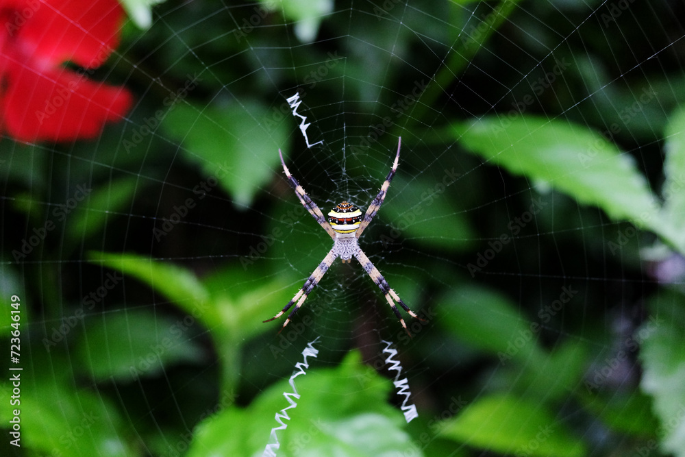 Wasp spider on web with prey with black and yellow stripe in green natural garden background Wasp spider on web with prey with black and yellow stripe in green natural garden background