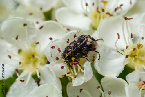 White spotted rose beetle: A Beneficial Insect for Pollination and Organic Recycling. Oxythyrea funesta photo