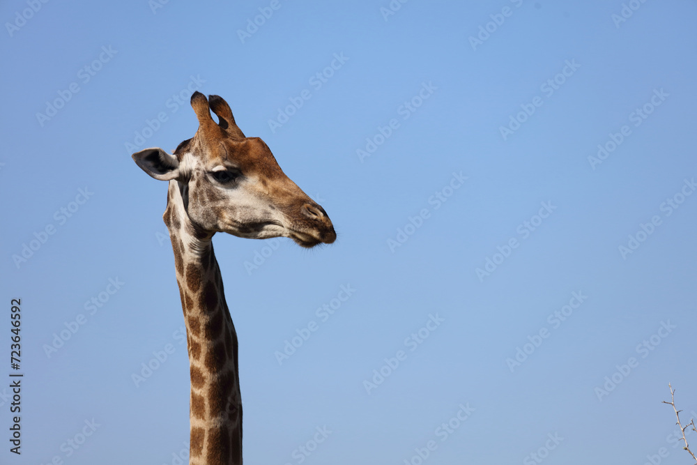 Obraz premium Giraffe / Giraffe / Giraffa camelopardalis