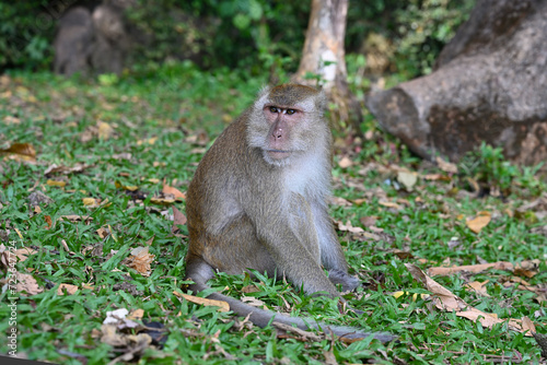 Wild Macaque monkey sitting in the grass in the park