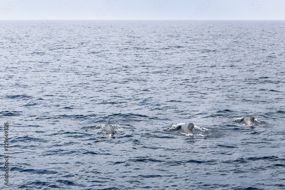Three adult pilot whales form a line in the Norwegian Sea, their backs breaking the cool, blue expanse under a clear sky Three adult pilot whales form a line in the Norwegian Sea, their backs breaking the cool, blue expanse under a clear sky