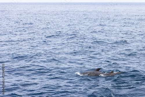 A mother pilot whale and her calf traverse the serene, expansive waters of the Norwegian Sea, their dark forms a contrast to the subtle grays and blues