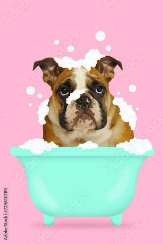 Contemporary art collage. Bulldog in teal bathtub surrounded by soap suds and foam against pink background. Concept of animal, domestic life, pets lovers, grooming, veterinary. ad © Lustre