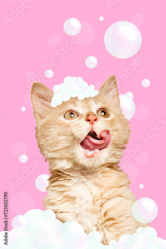 Modern aesthetic artwork. playful kitten with a cluster of iridescent soap bubbles clinging to its head against pink background. Pets grooming. Concept of animal spa, veterinary, pet lovers. Ad