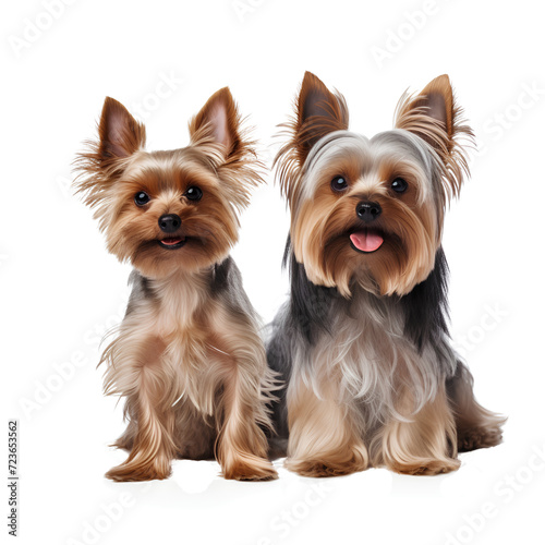 Compare yorkshire terrier and silky terrier, isolated on transparent background