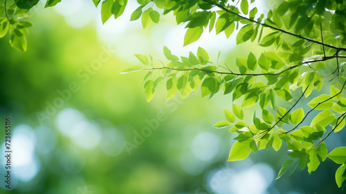 Green leaves on tree branch sway in the wind