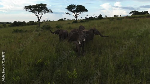 Aerial view in front of a angry elephant, attacking the drone, in Africa