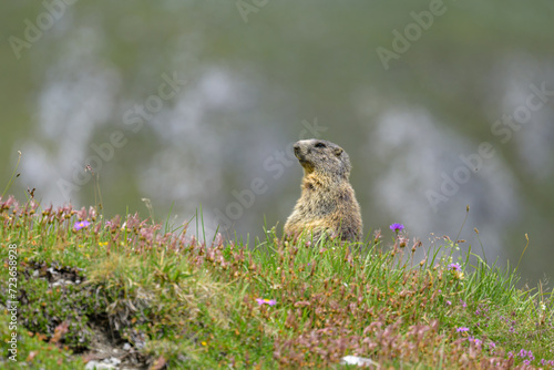 An alpine marmot in a meadow on a sunny day in summer