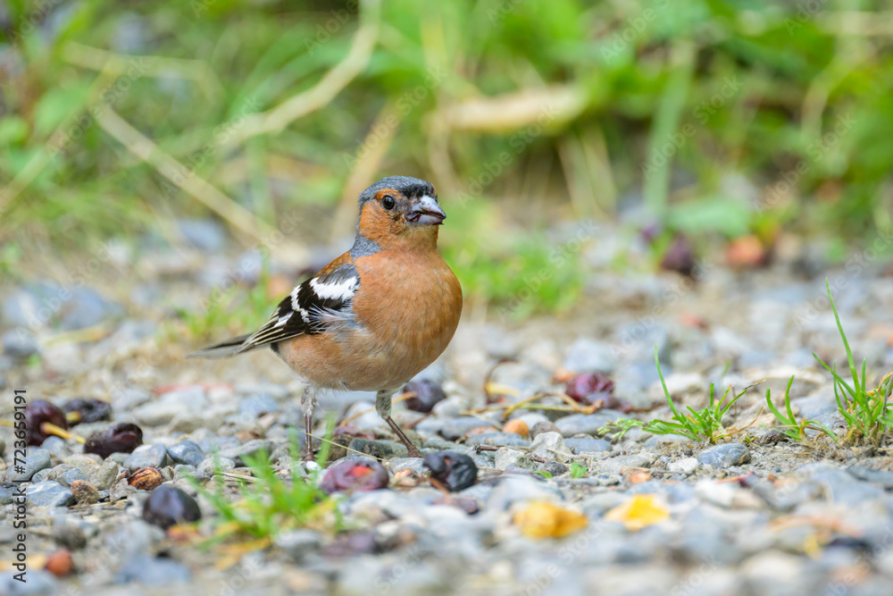 A male Common Chaffinch standing on the ground A male Common Chaffinch standing on the ground