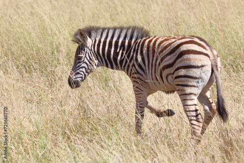 Steppenzebra   Burchell s zebra   Equus quagga burchellii.