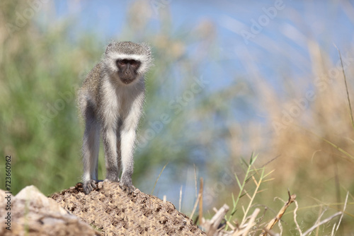 Grüne Meerkatze / Vervet monkey / Cercopithecus aethiops . photo