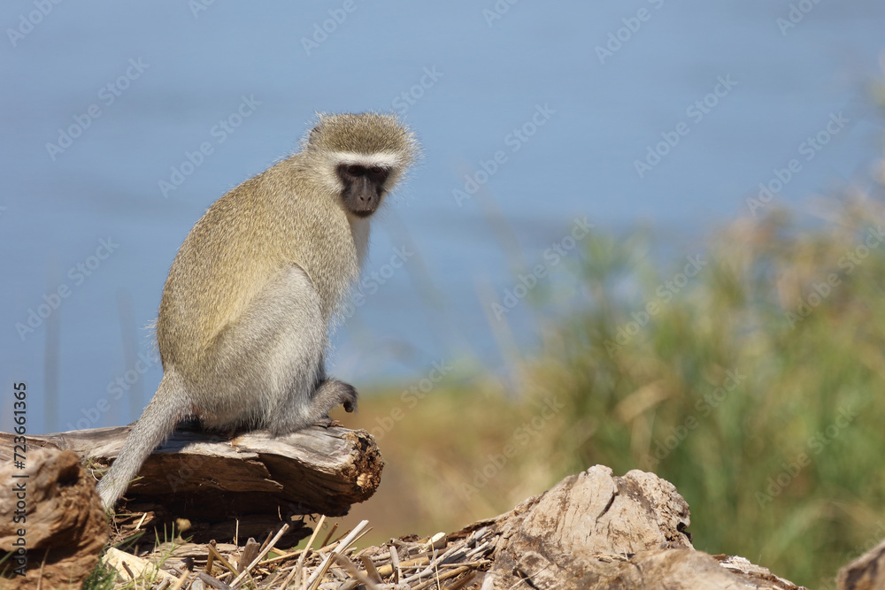 Grüne Meerkatze / Vervet monkey / Cercopithecus aethiops .