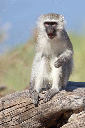 Grüne Meerkatze / Vervet monkey / Cercopithecus aethiops . © Ludwig