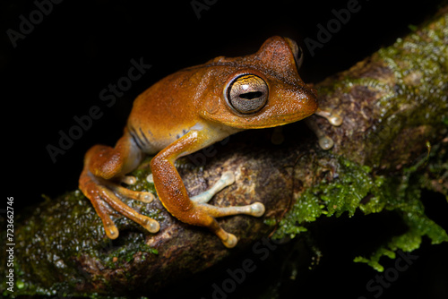 Closeup of a Convict Treefrog (Hypsiboas calcaratus) in its environment in Ecuador. Rana arbórea de espolones.