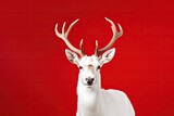 Elegant White Deer with Big Antlers