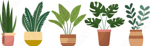 indoor plants on white background  vector