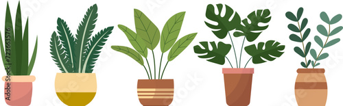 indoor plants on white background, vector