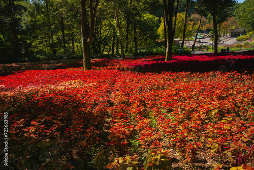 秋の森林公園に咲くコリウスの花 photo