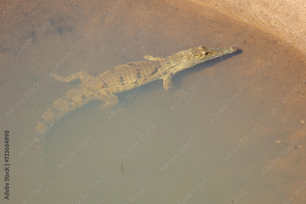 Nilkrokodil / Nile crocodile / Crocodylus niloticus. Nilkrokodil / Nile crocodile / Crocodylus niloticus.