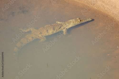 Nilkrokodil / Nile crocodile / Crocodylus niloticus.