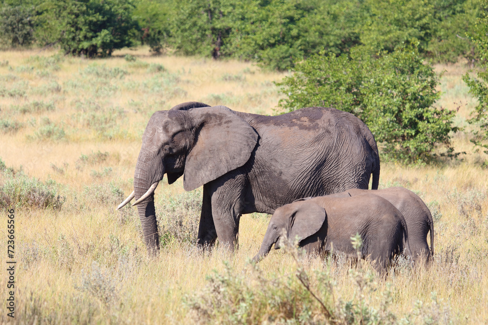 Afrikanischer Elefant / African elephant / Loxodonta africana Afrikanischer Elefant / African elephant / Loxodonta africana