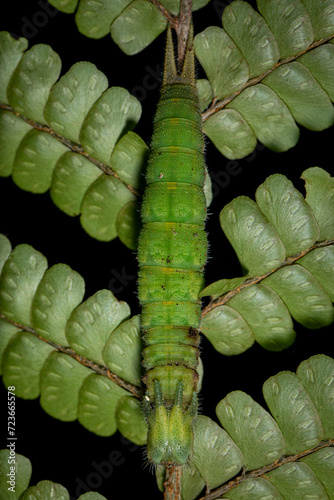 Green caterpillar from Ecuador camouflaged with a plant mimicking  leaves. 

Oruga verde de Ecuador mimetizándose con las hojas de una planta.