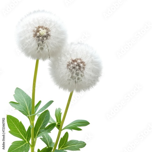 Two Dandelions On Background Green Leaves On White Background  Illustrations Images